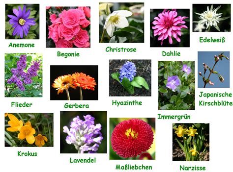 blumensorte|blumenverzeichnis mit bildern.